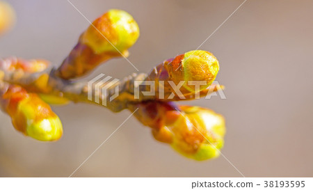 Bud 16: 9 38193595