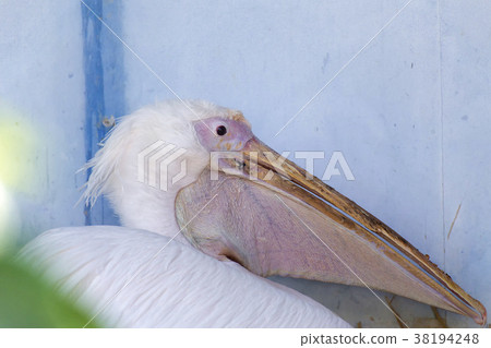 Omuta City Zoo pelican, Omuta City Zoo pelican, 38194248