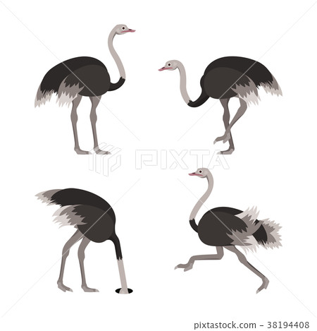Cartoon Ostrich Bird Set. Vector 38194408