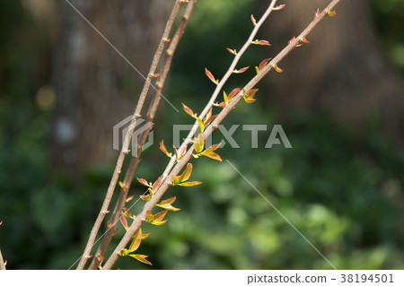 Young Green leaf of Fried Egg Tree Young Green leaf of Fried Egg Tree 38194501
