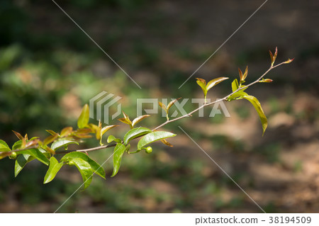 Young Green leaf of Fried Egg Tree Young Green leaf of Fried Egg Tree 38194509