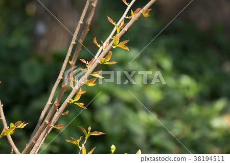 Young Green leaf of Fried Egg Tree Young Green leaf of Fried Egg Tree 38194511