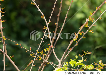 Young Green leaf of Fried Egg Tree Young Green leaf of Fried Egg Tree 38194515