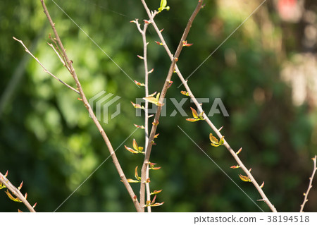 Young Green leaf of Fried Egg Tree Young Green leaf of Fried Egg Tree 38194518