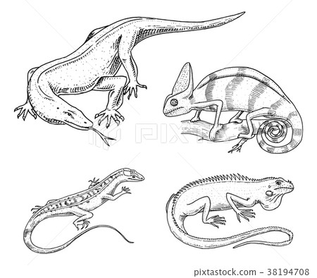 Chameleon Lizard, American green iguana, reptiles Chameleon Lizard, American green iguana, reptiles 38194708