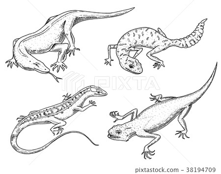 Komodo dragon monitor, American Sand lizard Komodo dragon monitor, American Sand lizard 38194709