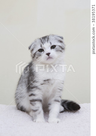 Scottish fold 38195371