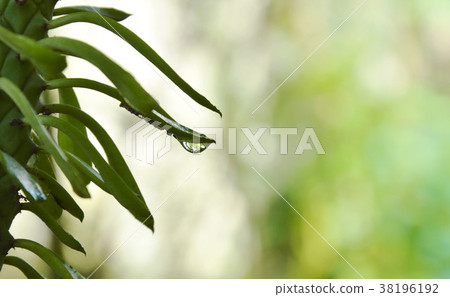 water dropping on redbird cactus curve leaf  38196192
