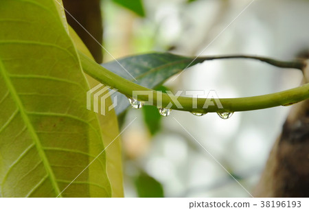water dropping on mango branch in garden 38196193