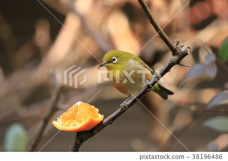 Orange and white-tailed yard Orange and white-tailed yard 38196486