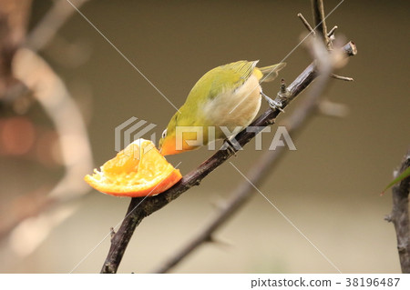Orange and white-tailed yard Orange and white-tailed yard 38196487