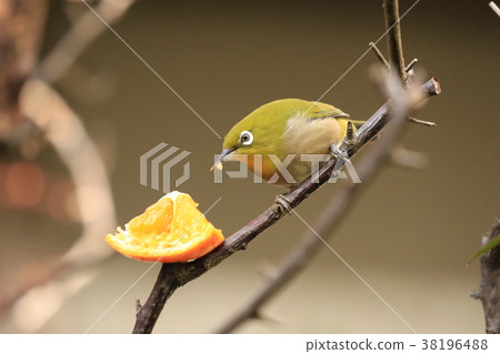 Orange and white-tailed yard 38196488