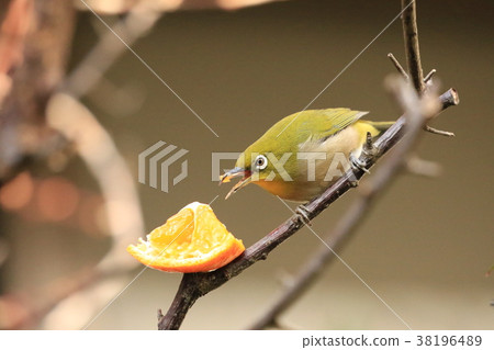 Orange and white-tailed yard 38196489