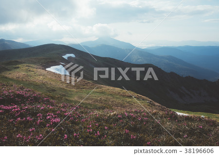 Magic pink rhododendron 38196606