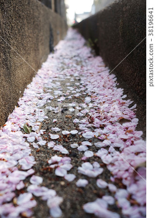 櫻桃花瓣 櫻桃花瓣 38196641