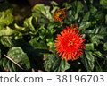 Red Gerbera Flower 38196703
