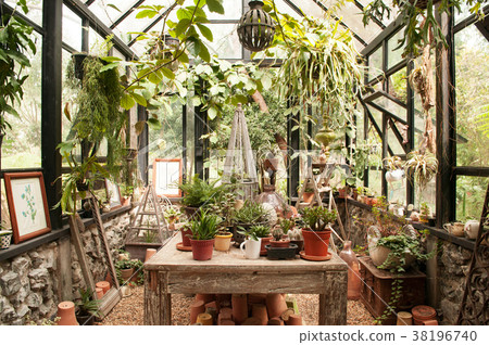 Cactus, plants pot and ornaments in greenhouse Cactus, plants pot and ornaments in greenhouse 38196740