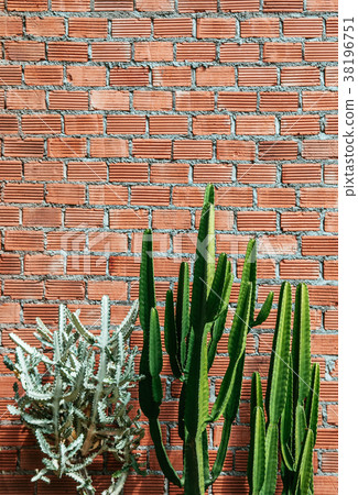 A Group of cactus sharp spike old red brick wall 38196751