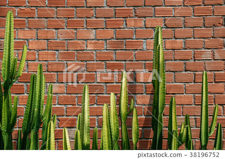 Pillar cactus sharp spike and old red brick wall 38196752