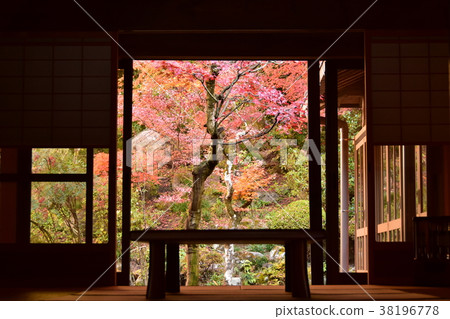 Looking at autumn leaves from the living room 38196778