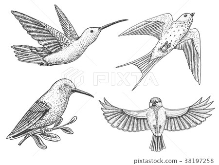 Small birds of paradise, barn swallow or martlet 38197258