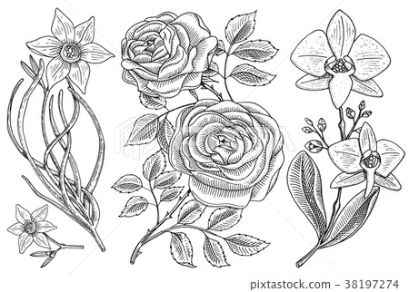 Flowers set, roses with leaves and buds and 38197274