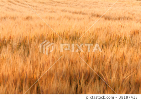 啤酒小麥麥田（五月） 38197415