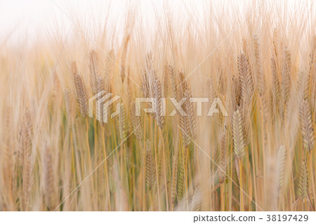 啤酒小麥麥田(五月) 啤酒小麥麥田(五月) 38197429