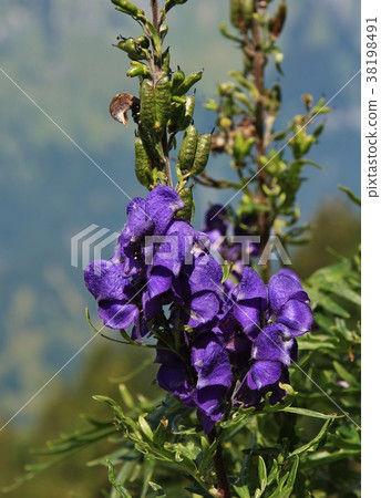 Monkshood, purple wildflower. Monkshood, purple wildflower. 38198491