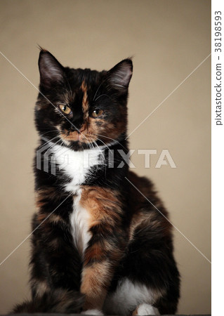 Playing Leopard Kitten Portrait Natural light Playing Leopard Kitten Portrait Natural light 38198593