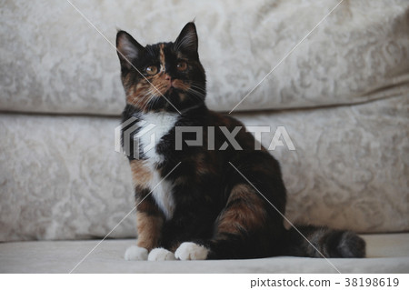 Playing Leopard Kitten Portrait Natural light Playing Leopard Kitten Portrait Natural light 38198619
