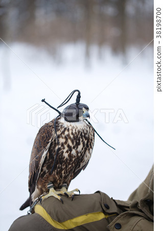 bird in the headdress 38198700