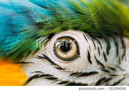 Eye Of Blue-and-yellow Macaw Also Known As The 38199098