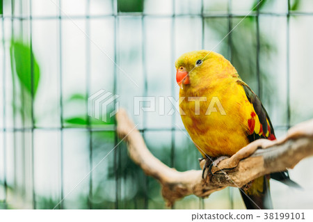 Yellow Regent Parrot Or Rock Pebbler In Zoo. Birds Yellow Regent Parrot Or Rock Pebbler In Zoo. Birds 38199101