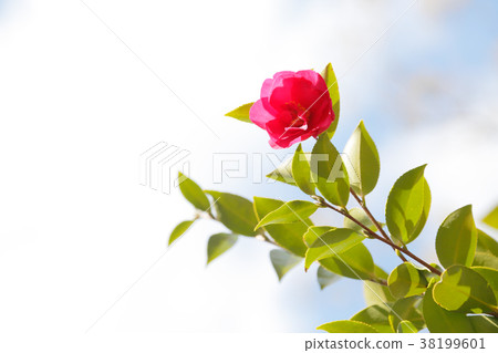 山茶花 38199601