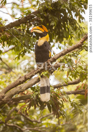hornbill bird on the thee 38199655