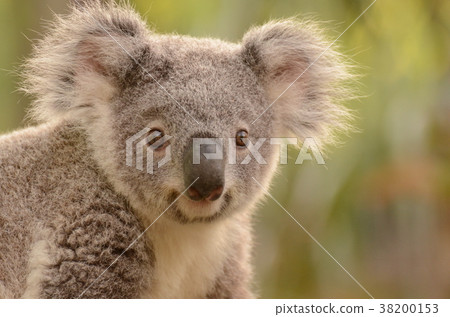 Koala Koala 38200153