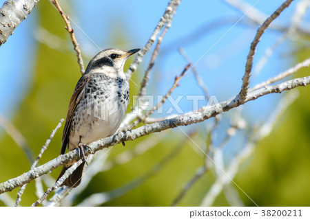 Thrush staying on a branch 38200211