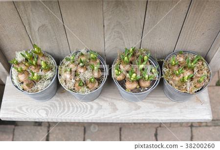 hyacinth bulbs in pot hyacinth bulbs in pot 38200260