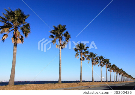 Palm trees Palm trees 38200426