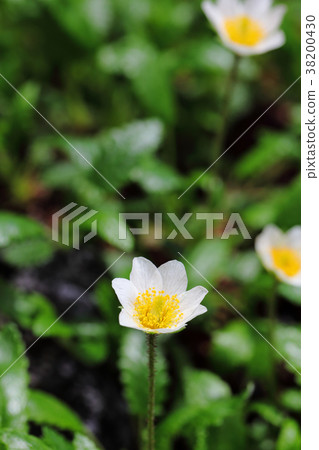 Flower of the flower Flower of the flower 38200430