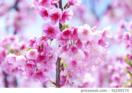 Cherry blossoms Cherry blossoms 38200574