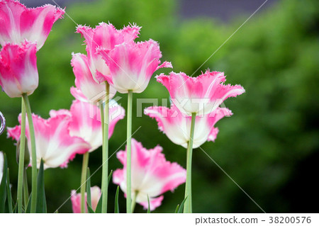 Tulip pink Tulip pink 38200576
