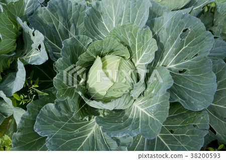 Cabbage field 38200593