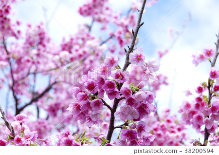 Cherry blossoms 38200594