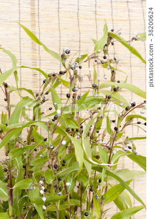 Beads Beads 38200624