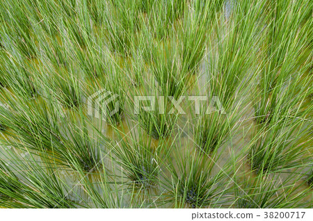 Beag (grass) field 38200717