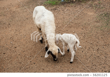 Sheep in the farm 38201125
