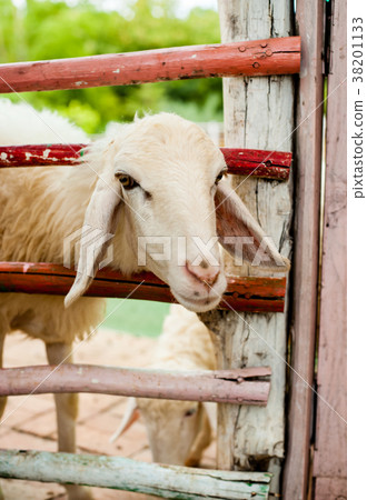 Sheep in the farm Sheep in the farm 38201133
