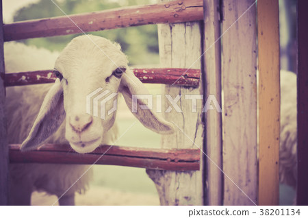Sheep in the farm 38201134